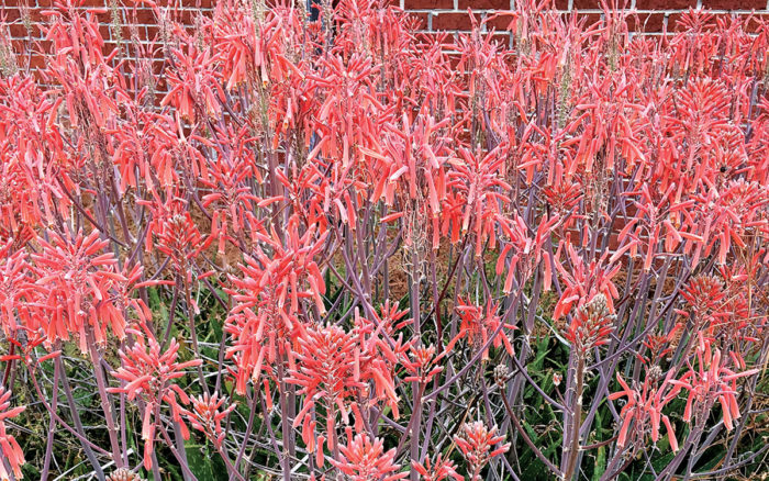 Soap aloe