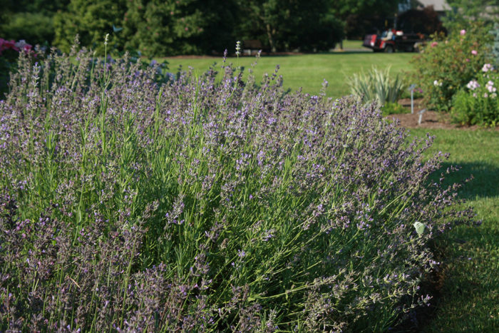 ‘Munstead’ lavender