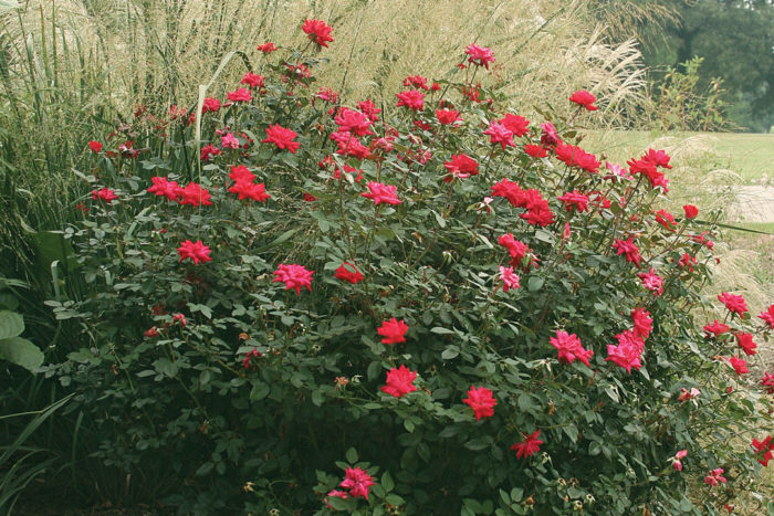 Japanese spirea