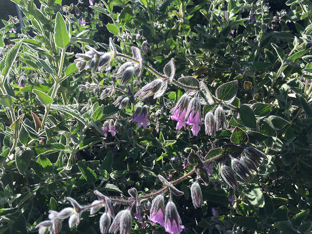 Fragrant pitcher sage