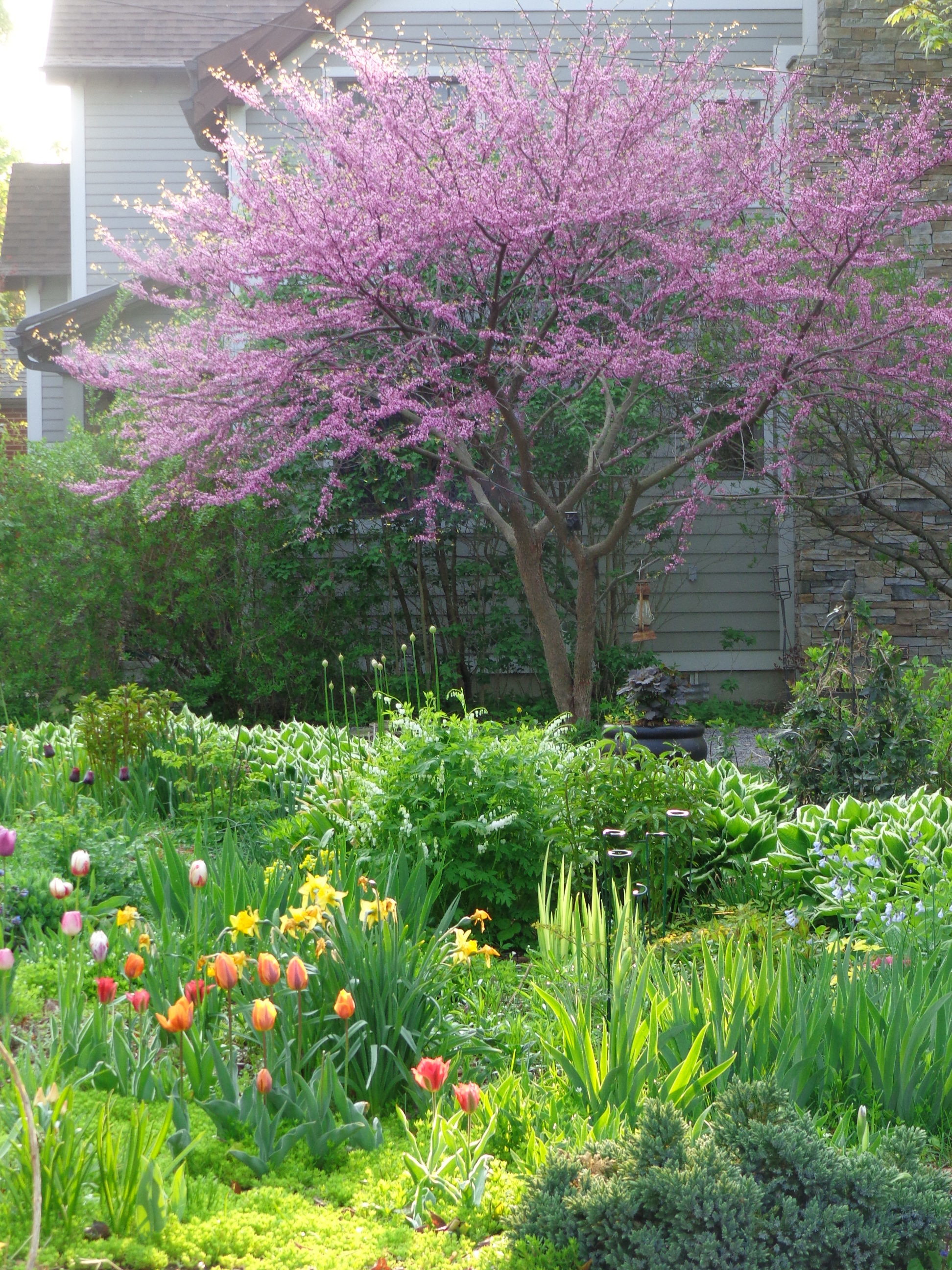 redbud tree