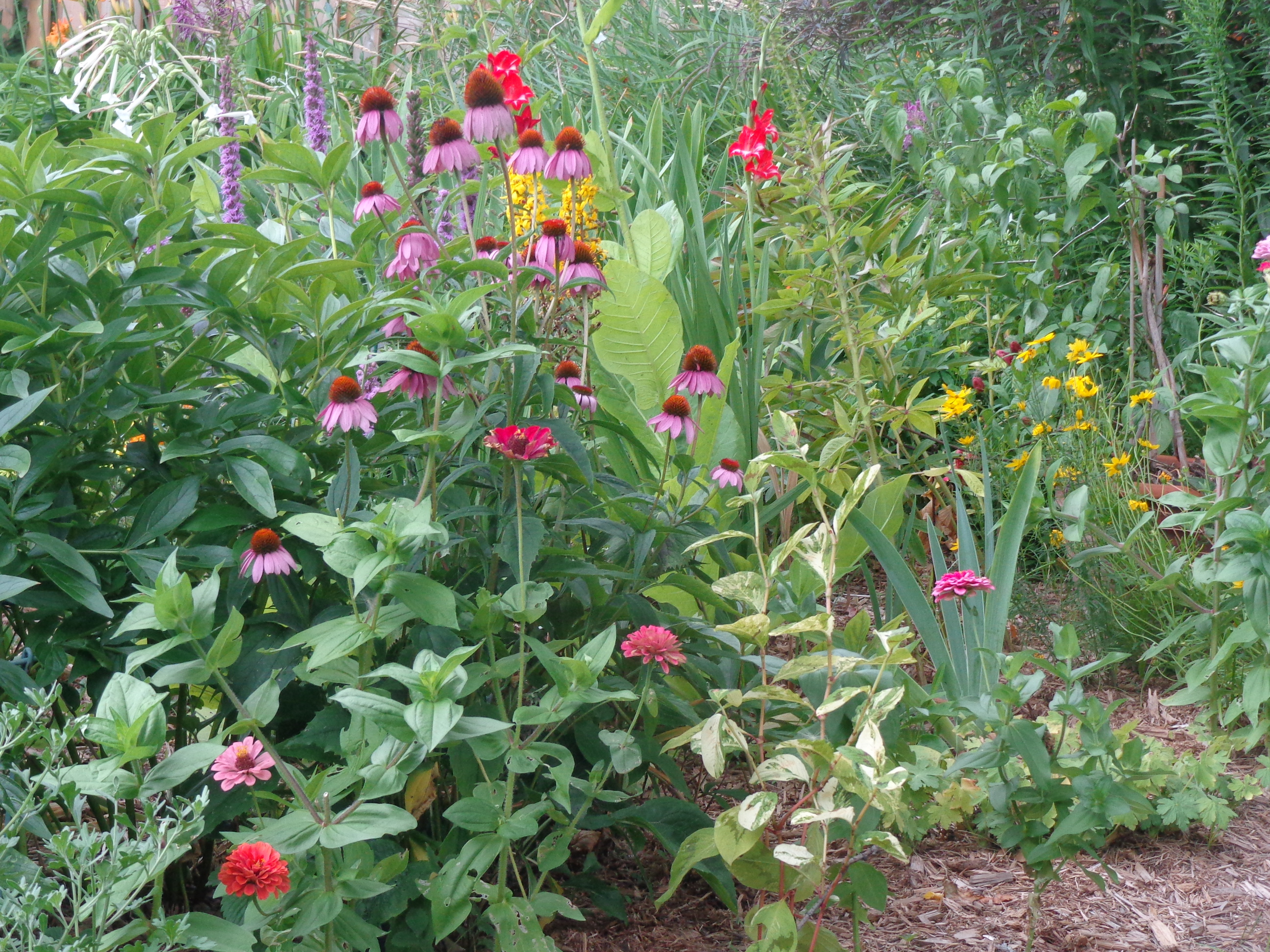 purple coneflower