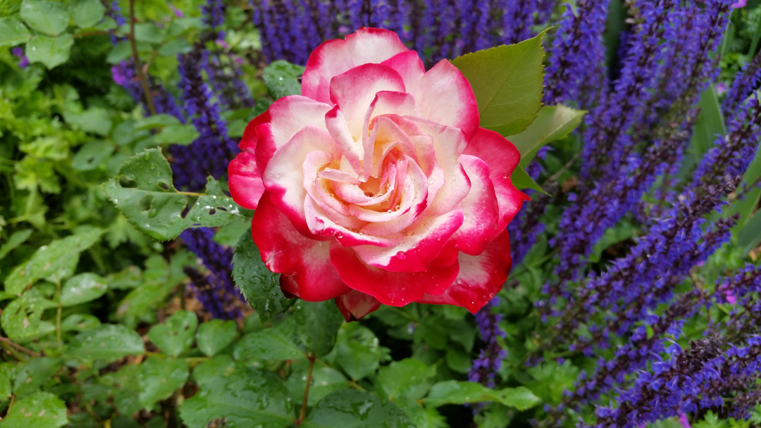 Cherry Parfait rose