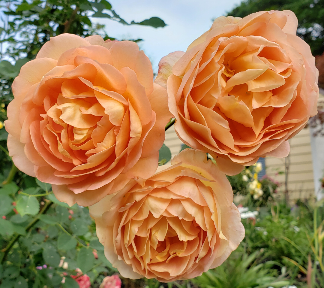 Lady of Shallot rose