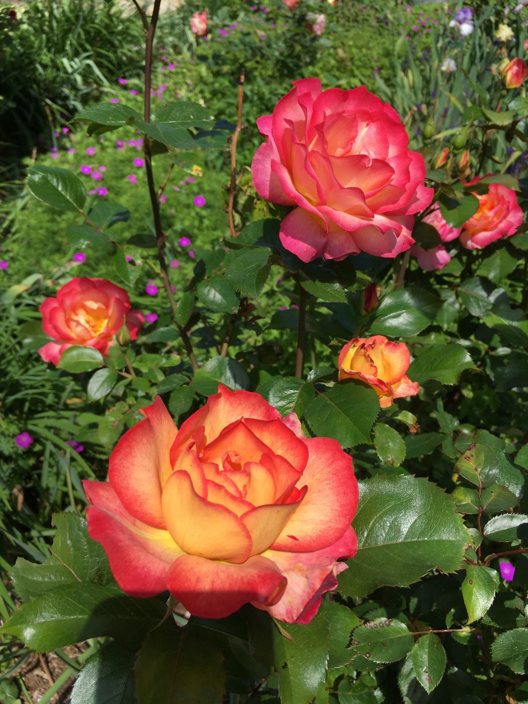 Rainbow Sorbet rose