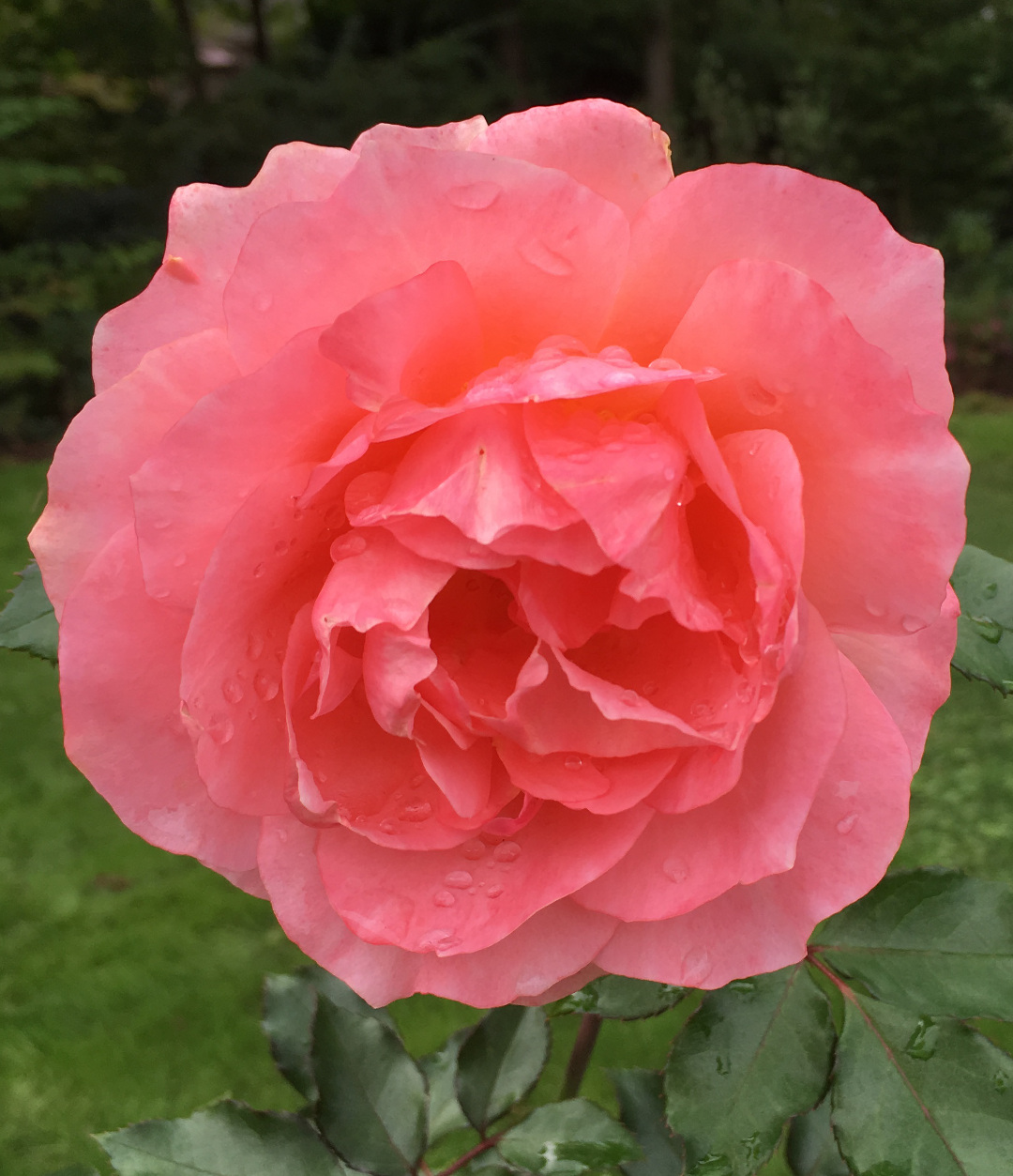 Sweet Fragrance rose