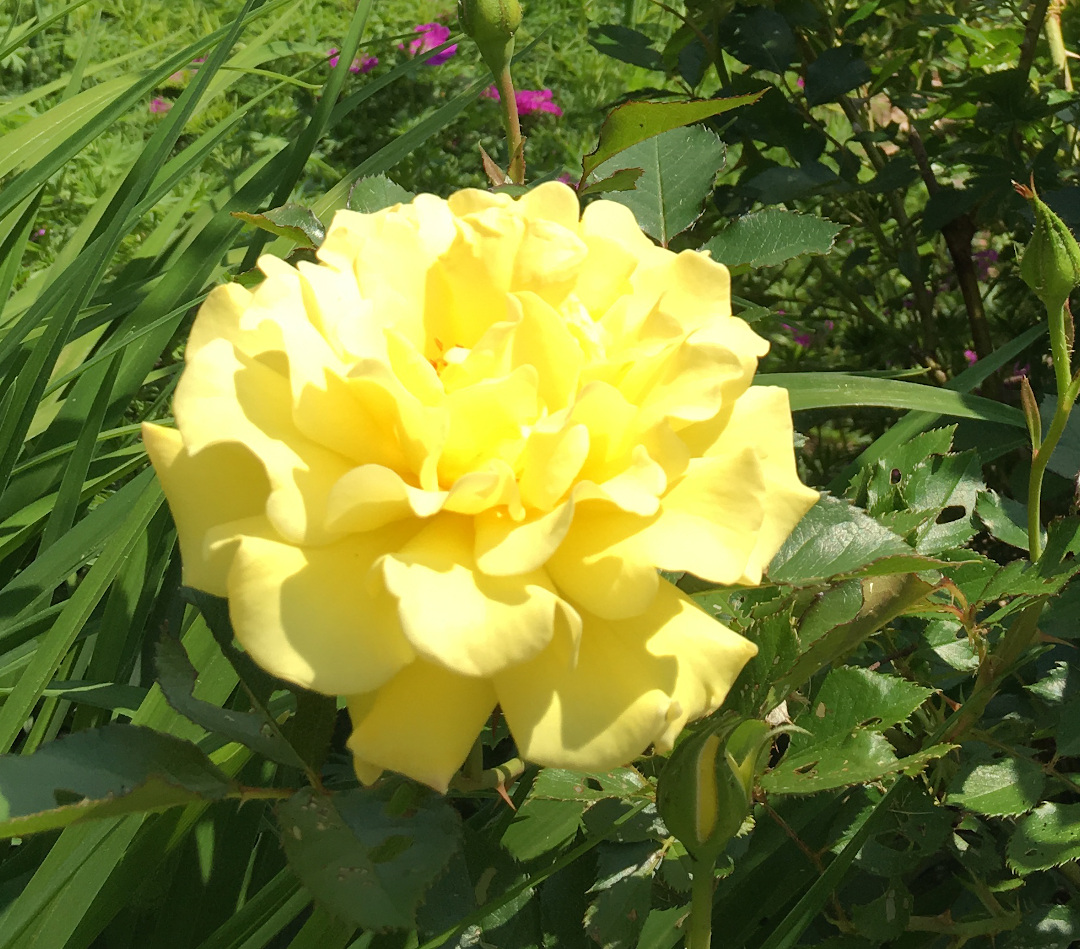 Yellow Submarine rose