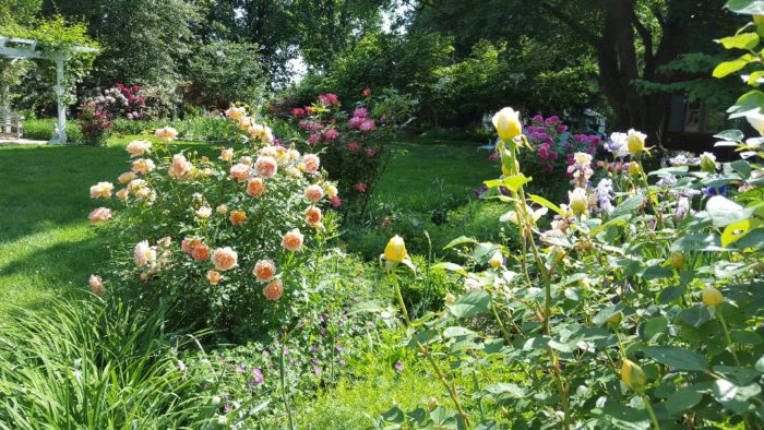 A Celebration of Roses (for a Hot and Humid Climate) - Fine Gardening