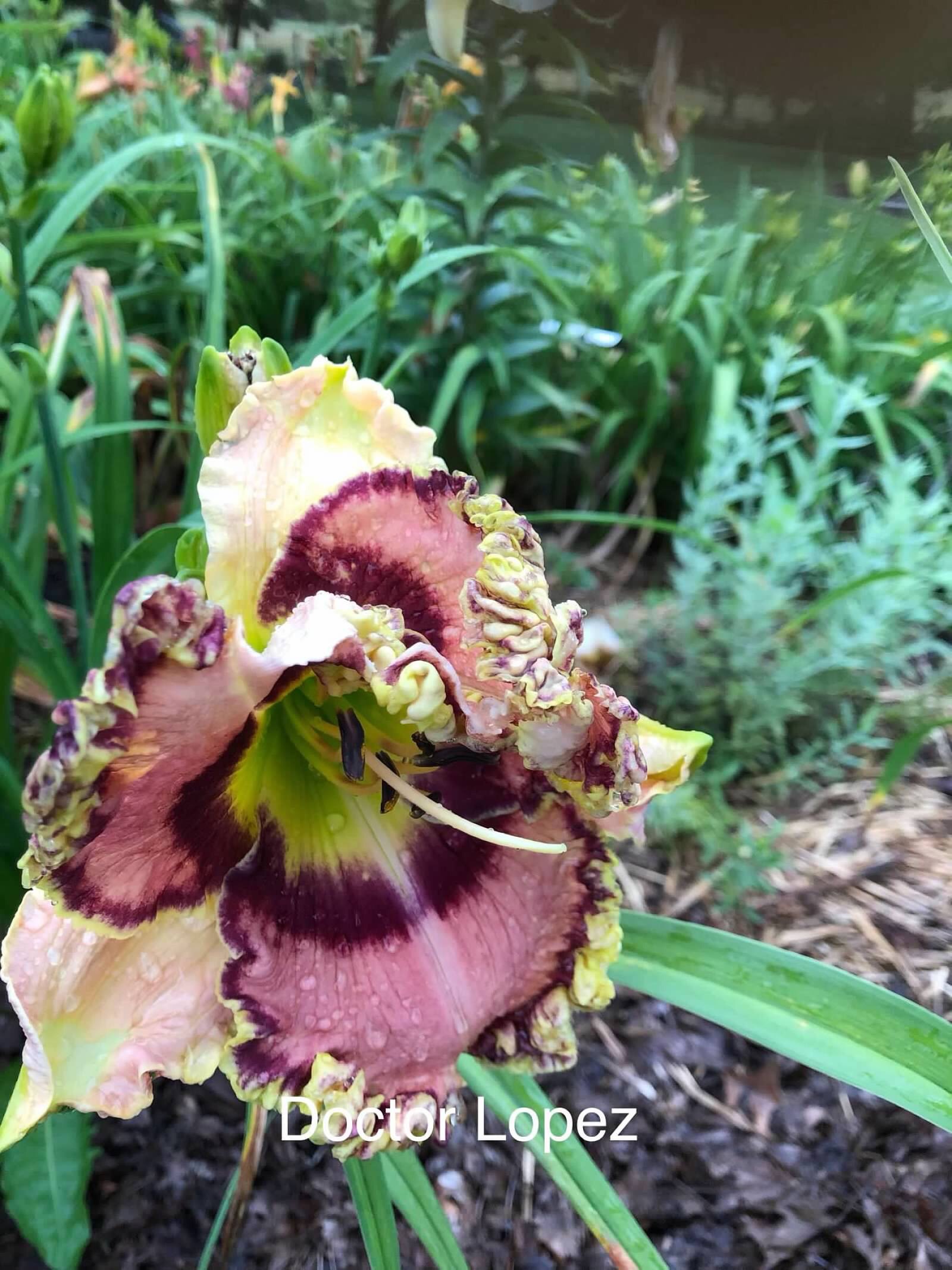 Daylily ‘Doctor Lopez’