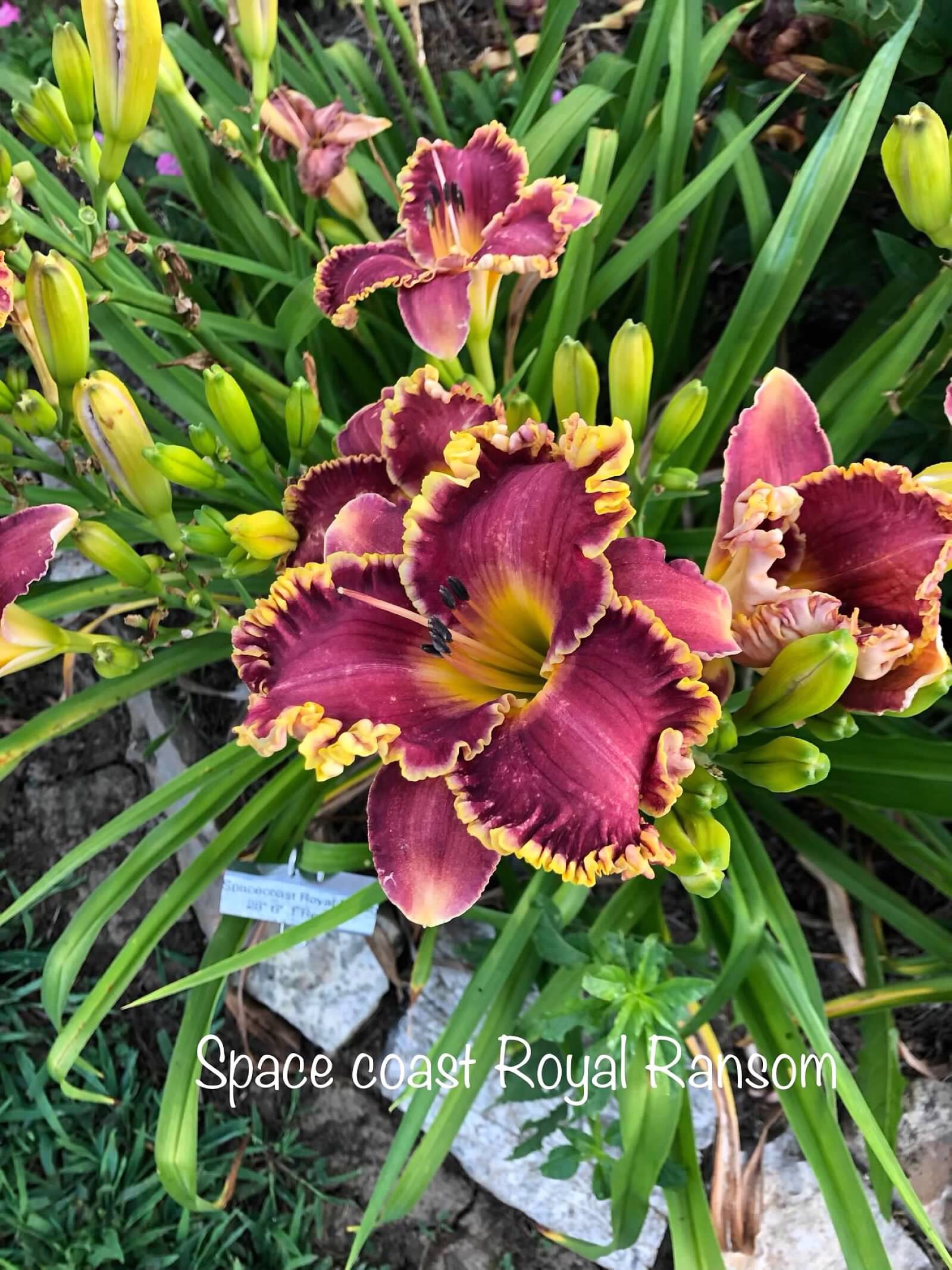 Daylily ‘Space Coast Royal Ransom’