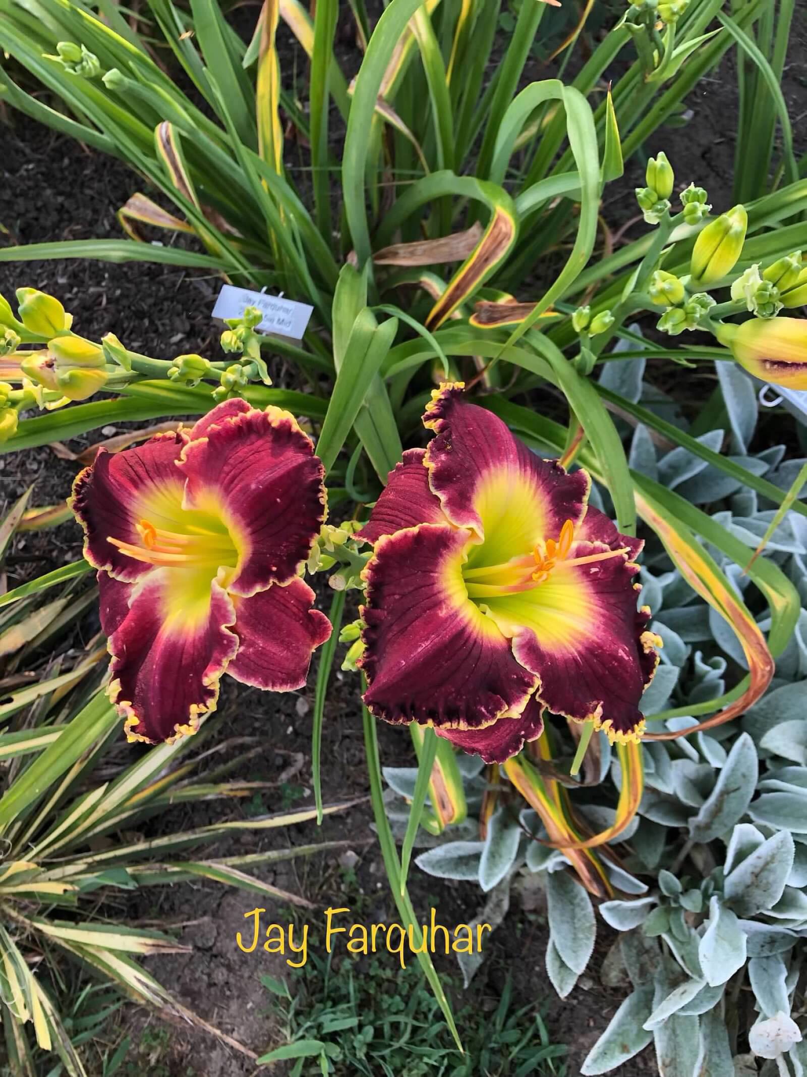 Daylily ‘Jay Farquhar’