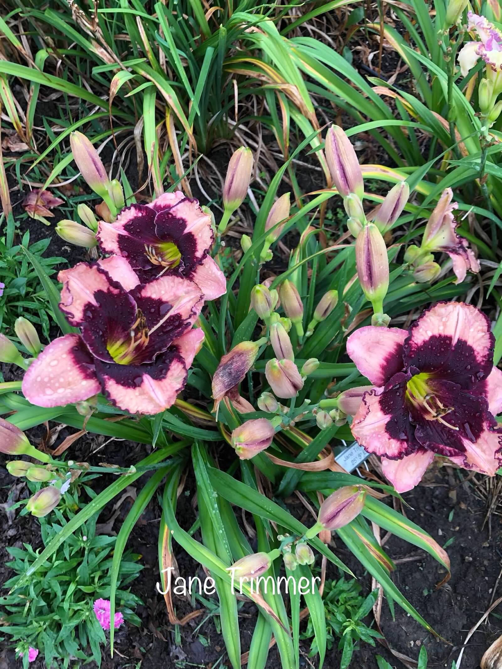 Daylily ‘Jane Trimmer’