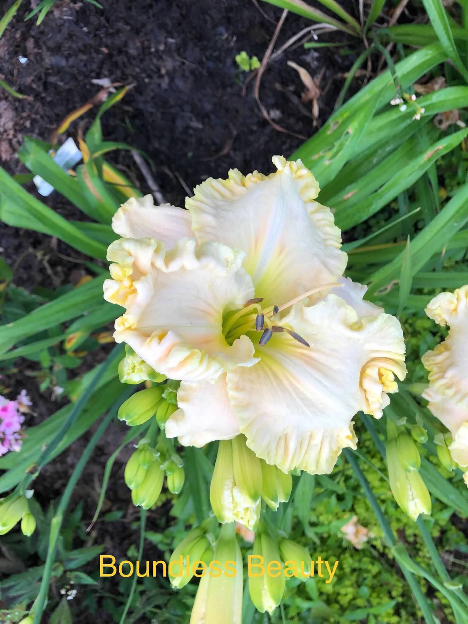 Daylily ‘Boundless Beauty’