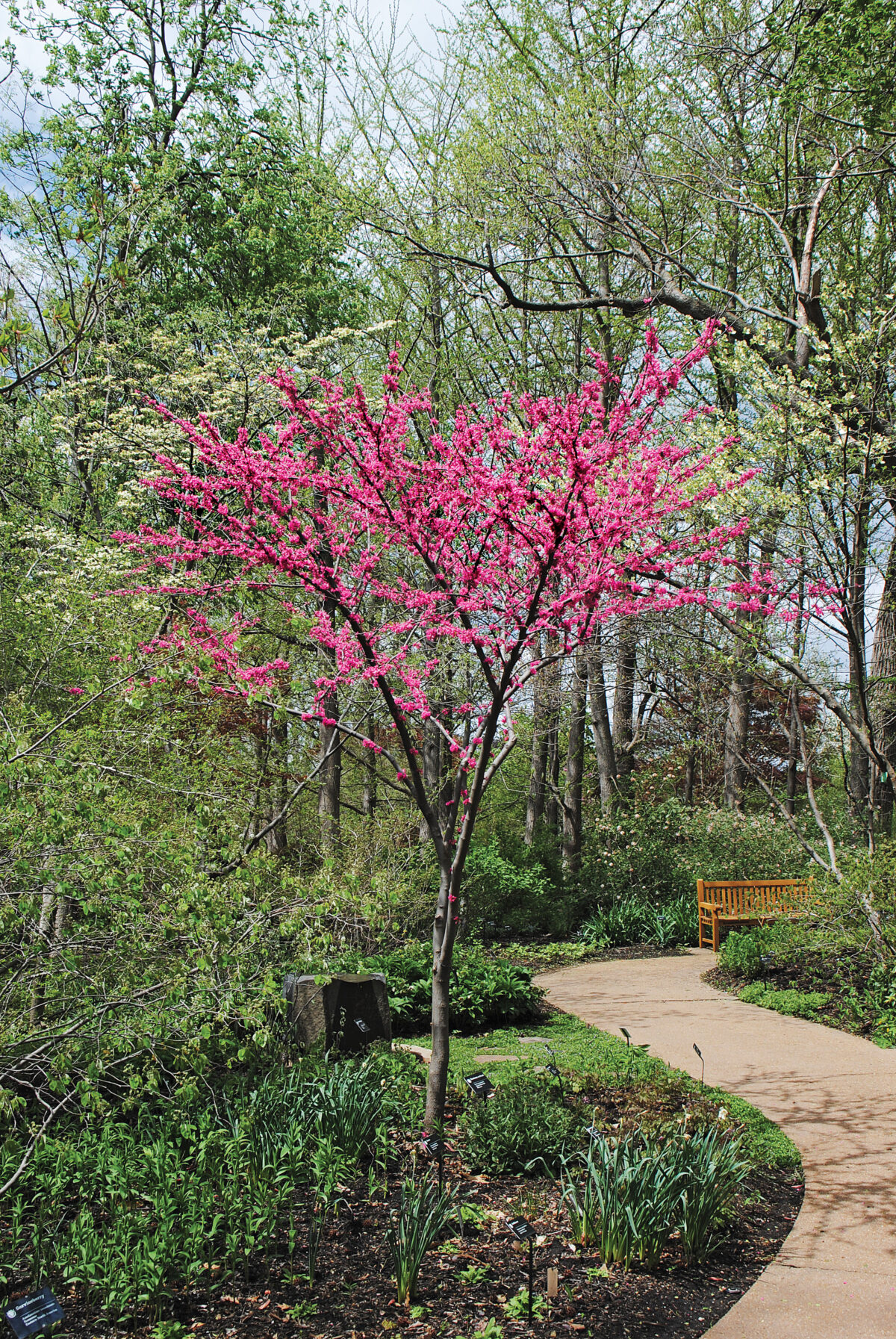 ‘Appalachian Red’ Eastern redbud (C. canadensis ‘Appalachian Red’)