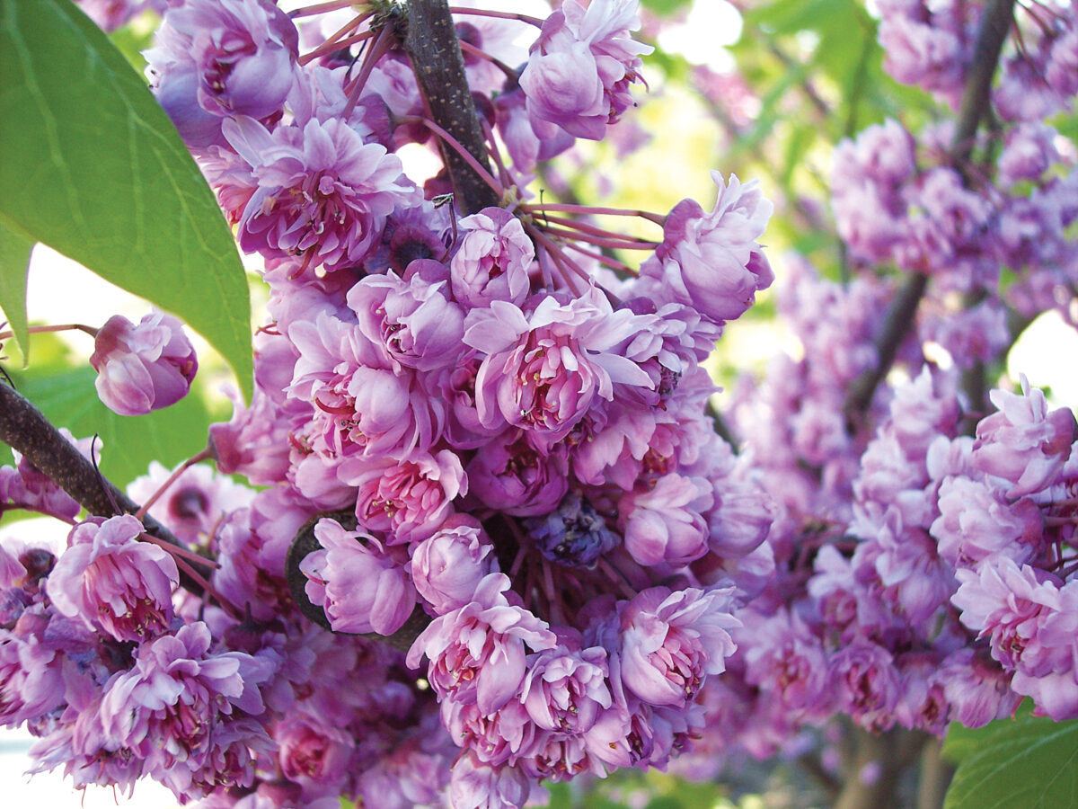 ‘Pink Pom Poms’ Eastern redbud (C. canadensis ‘Pink Pom Poms’)