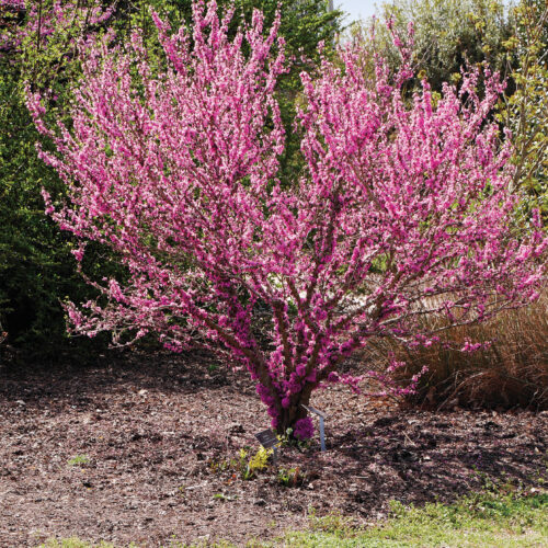 ‘Don Egolf’ Chinese redbud (C. chinensis ‘Don Egolf’)