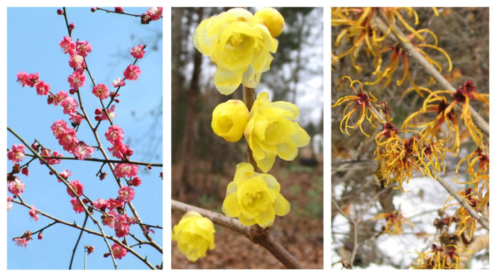 southeast February bloomers