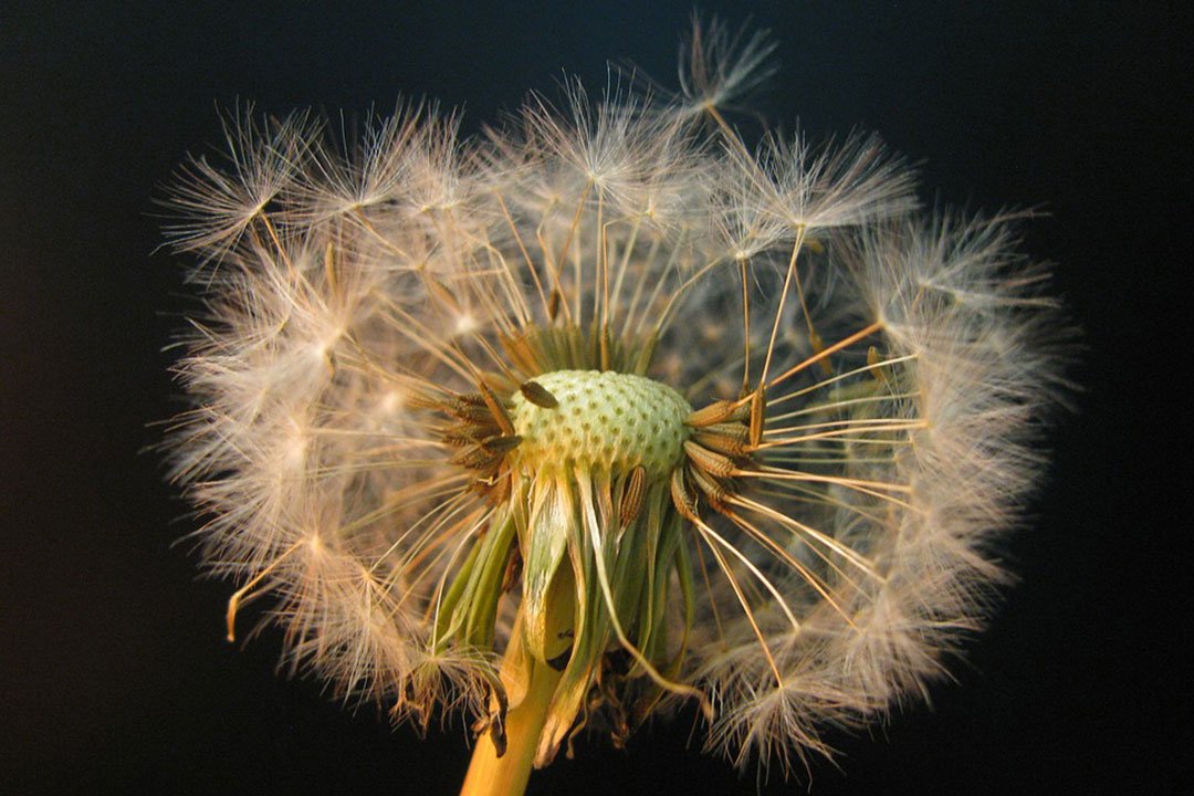 Dandelion seedhead