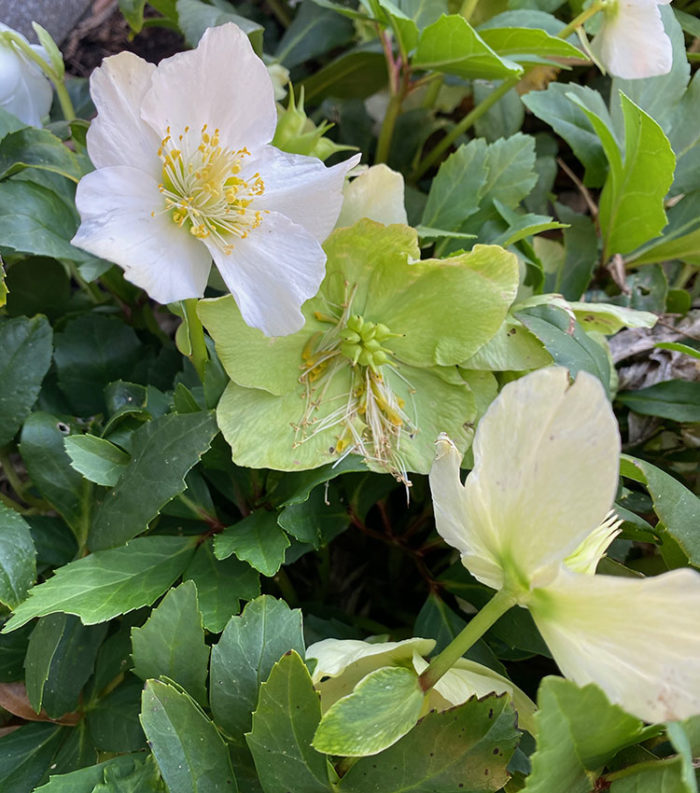 Josef Lemper hellebore