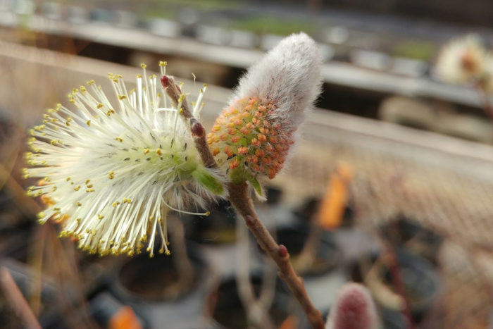 pussy willow