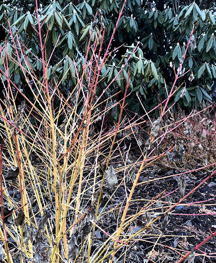 Arctic Sun™ red twig dogwood