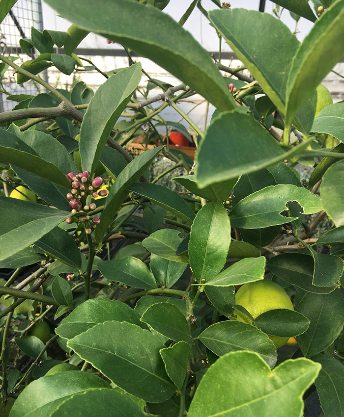 Citrus trees in bloom