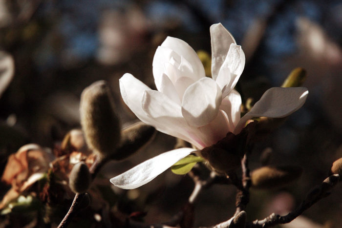 star magnolia