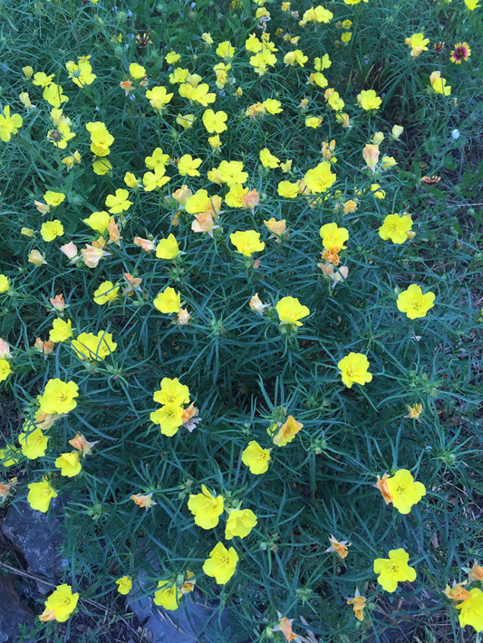 square-bud primrose