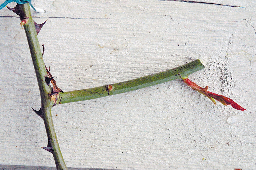 pruning roses