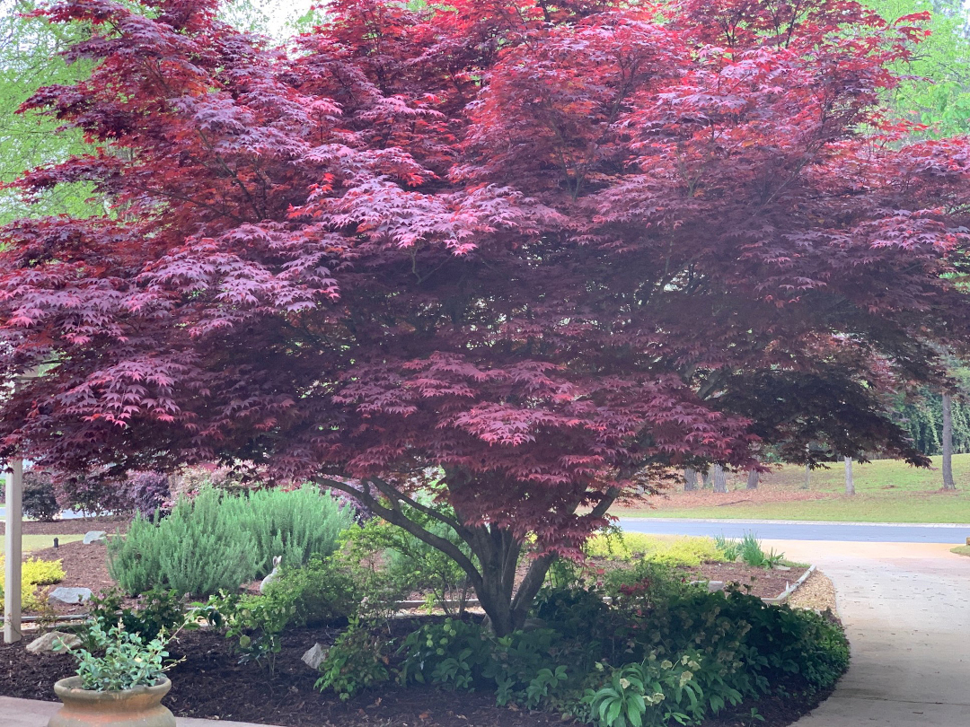 Japanese maple