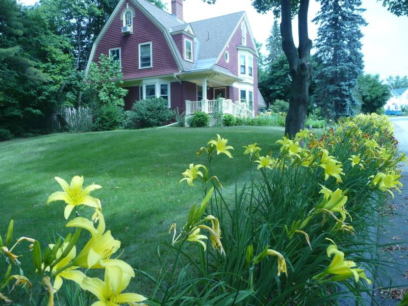 ‘Hyperion’ daylilies