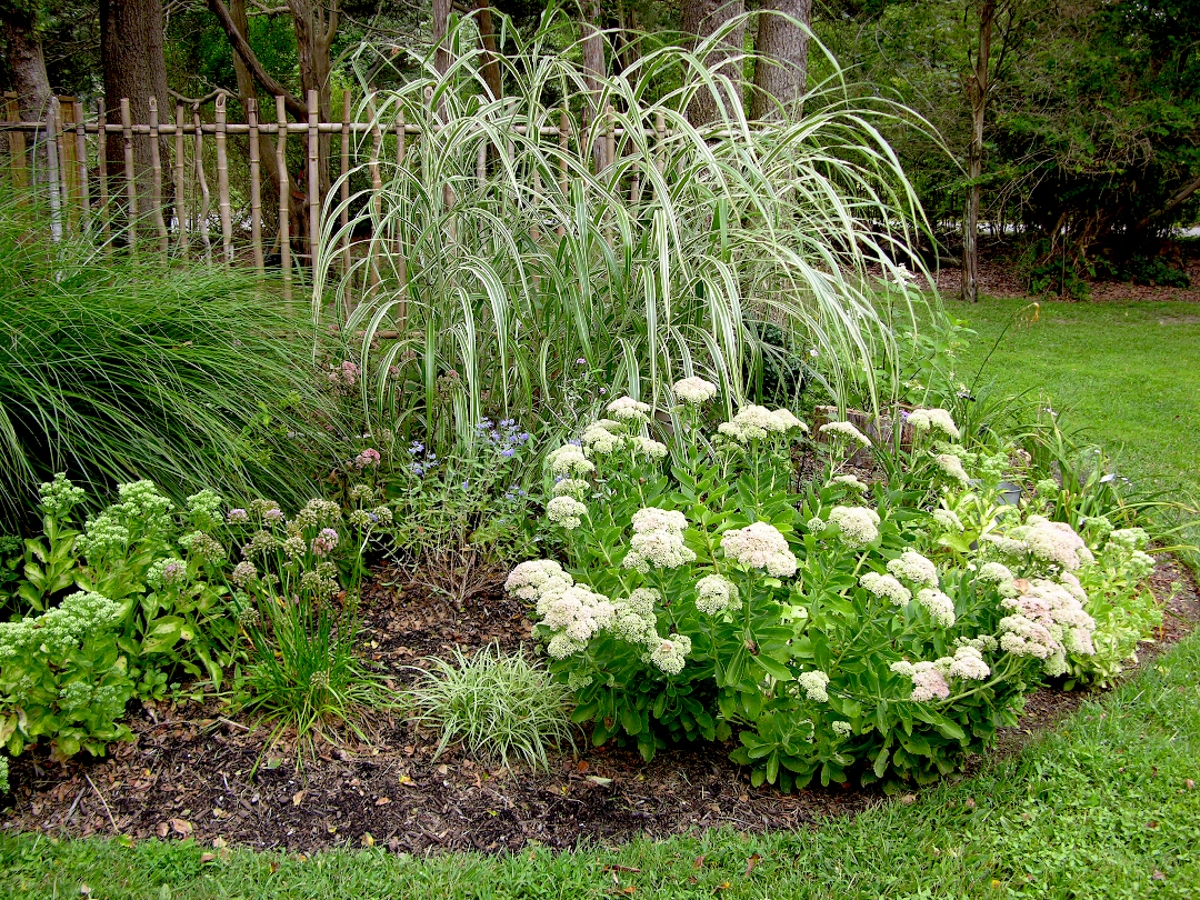 variegated maiden grass