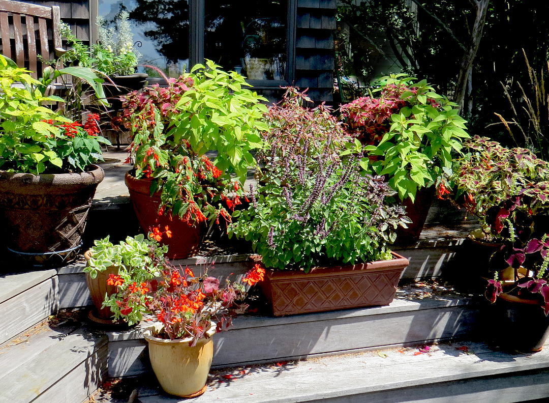 Container annuals