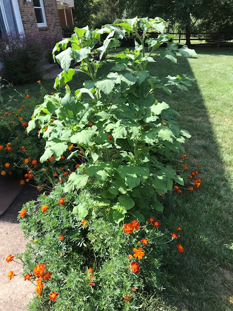 Marigolds and Mexican sunflower