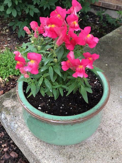 pink snapdragon