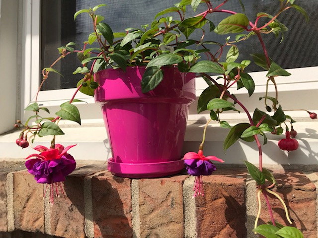 fuchsia plant