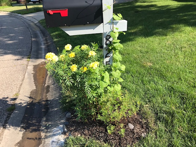 cream-colored marigolds