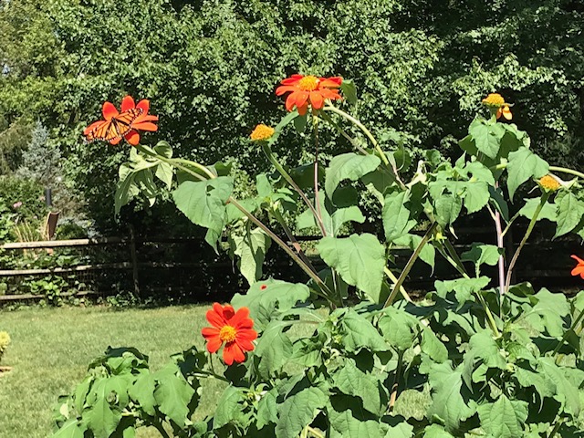 Mexican sunflower