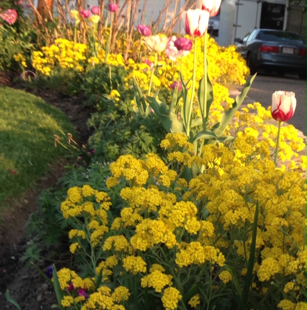 basket-of-gold