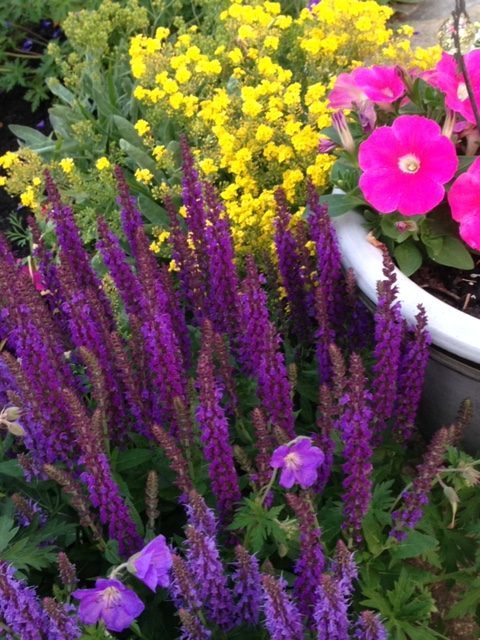 purple salvia