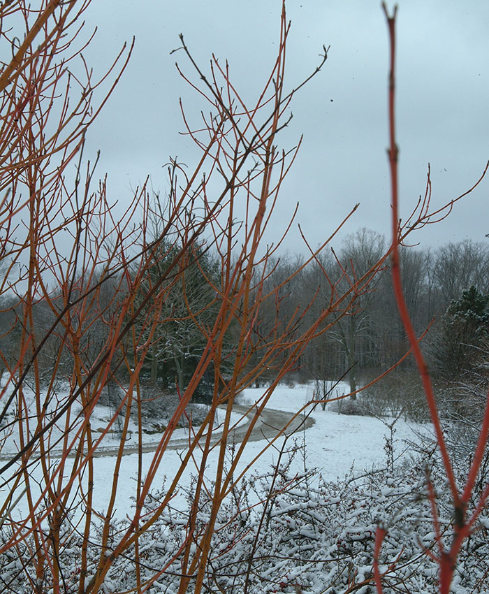 ‘Cardinal’ dogwood