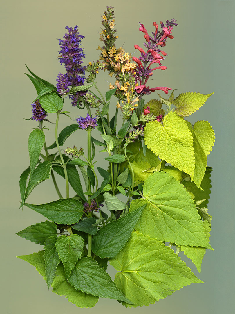 agastache hybrids