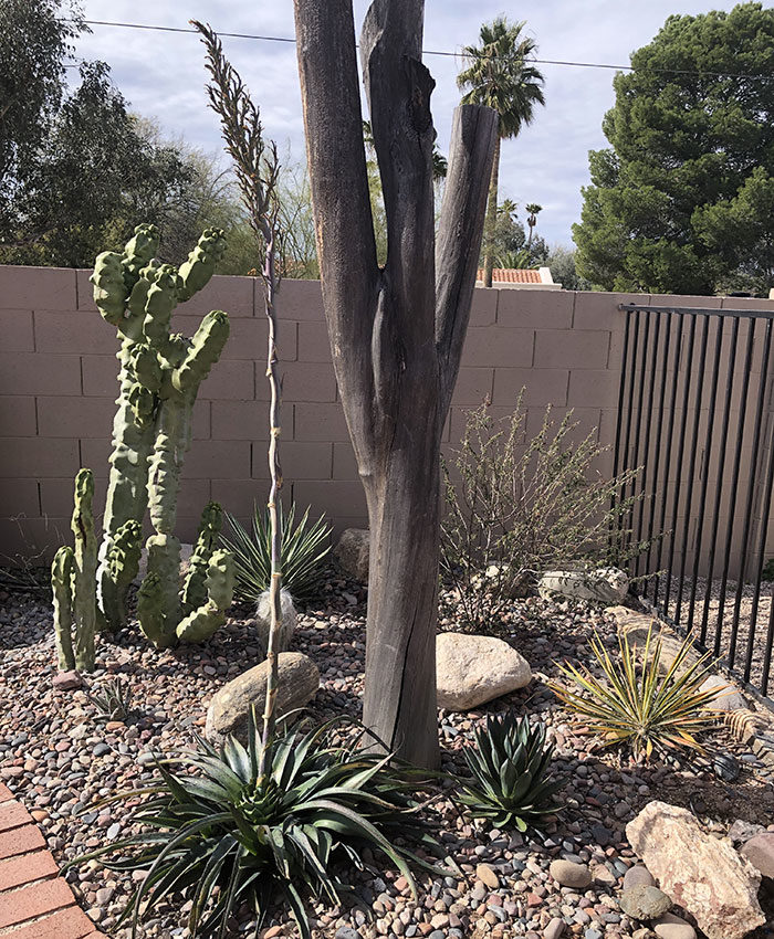 ‘Inkblot’ mangave flower spike