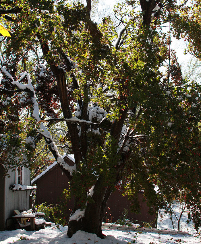 winter damage to trees