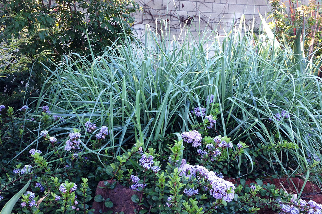 ‘Canyon Prince’ wild rye