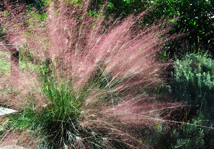 Pink muhly grass