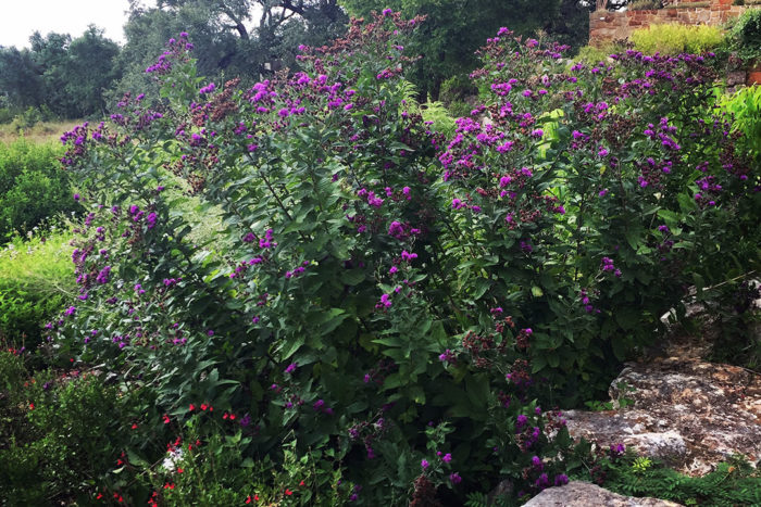 Western ironweed