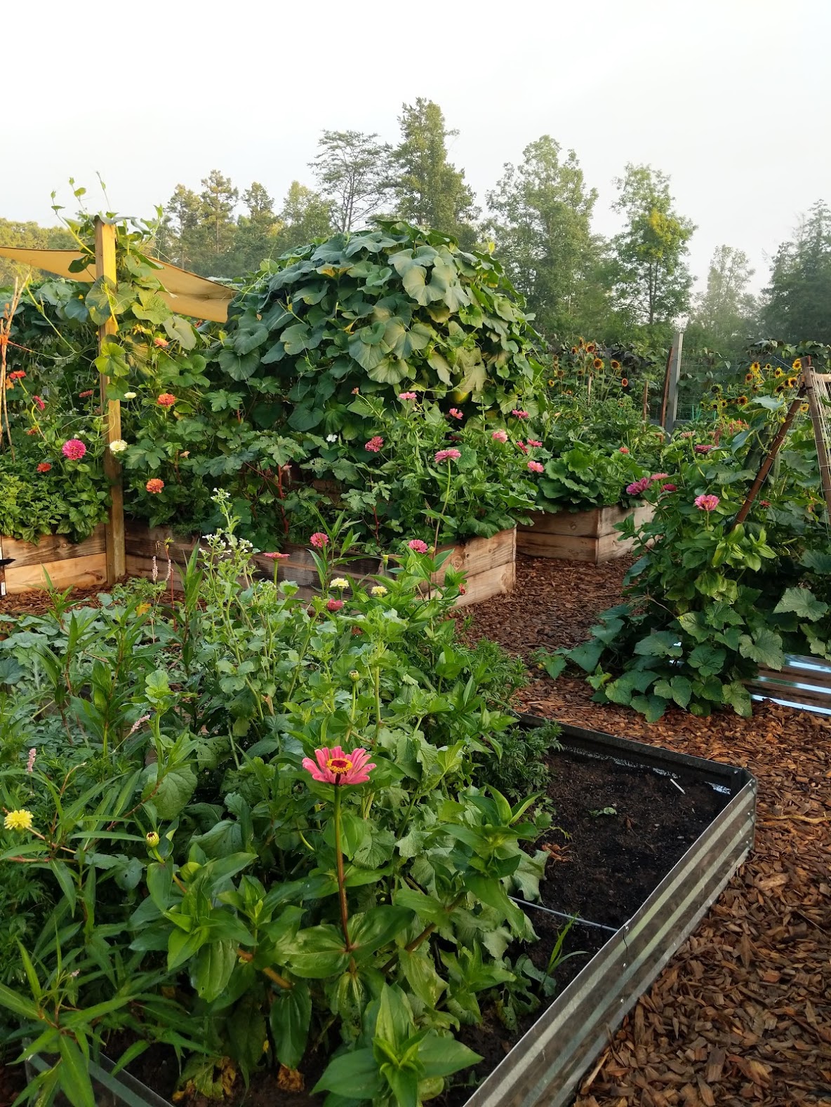 gourd vines