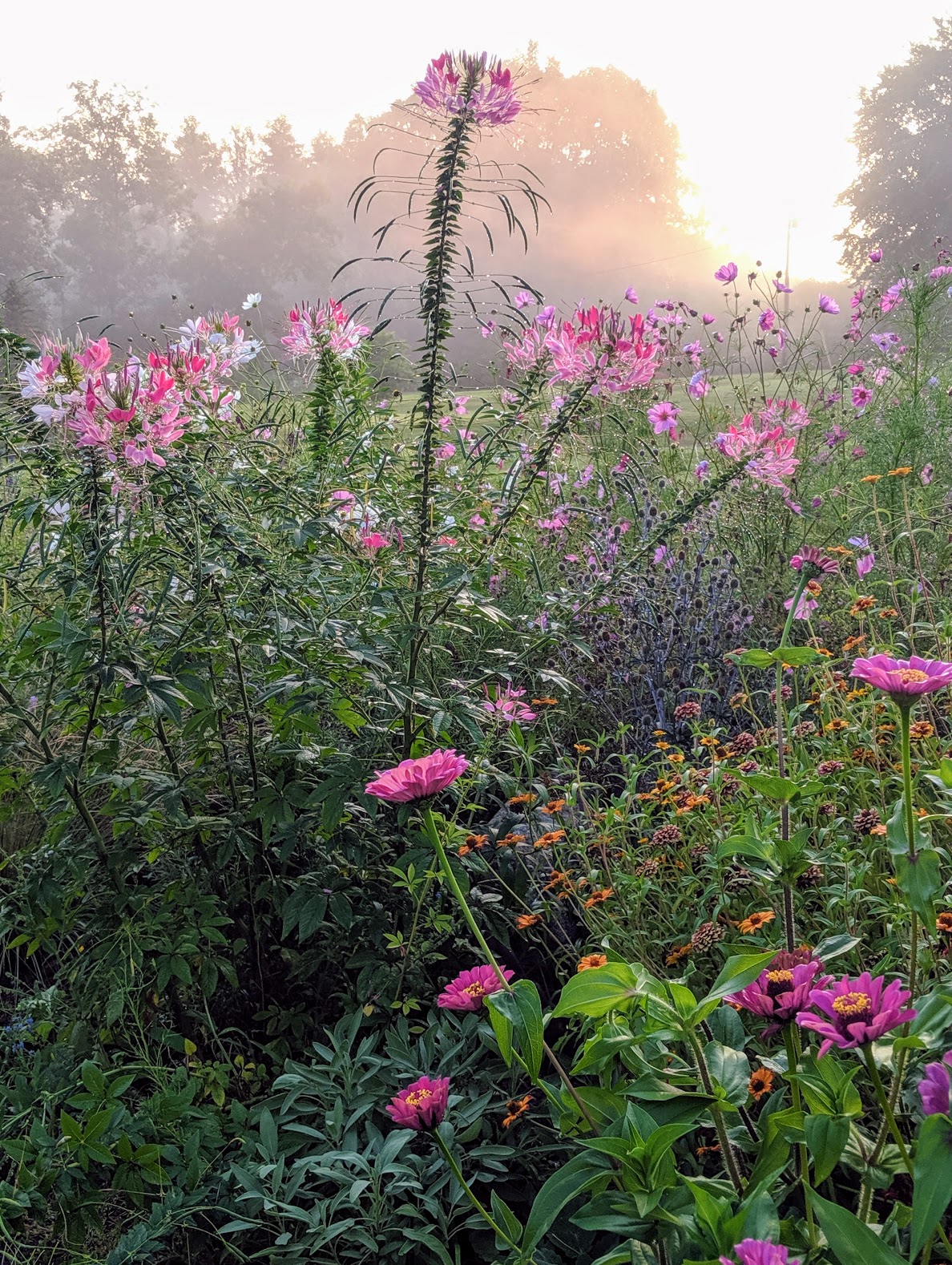 spiderflower