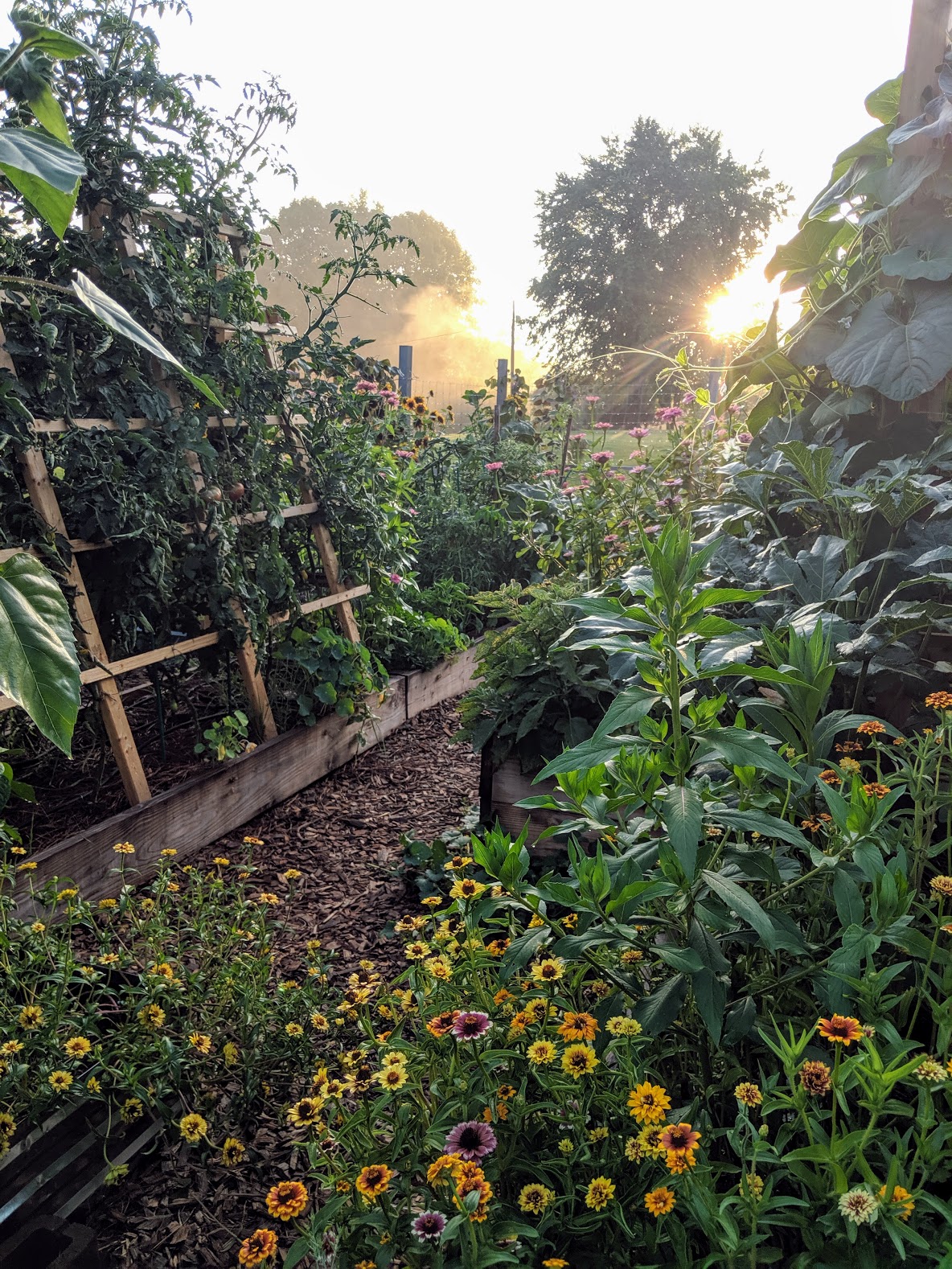 tomato plants